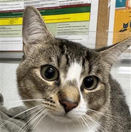 *FOREST - Domestic Short Hair available for adoption
