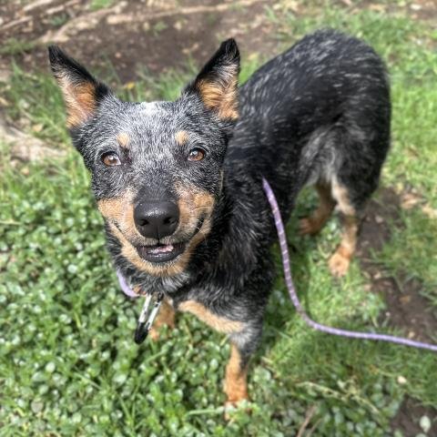 *LILY - Australian Cattle Dog/Blue Heeler available for adoption