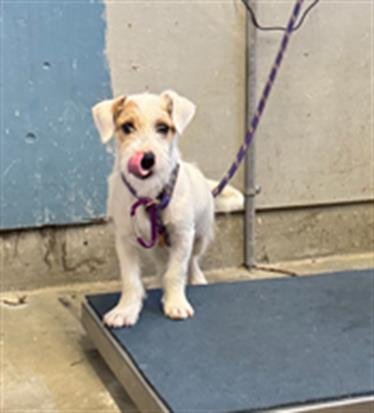 A887598 - Parson Russell Terrier available for adoption