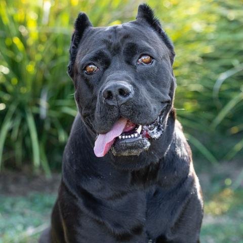 AKILA - Cane Corso Mastiff available for adoption