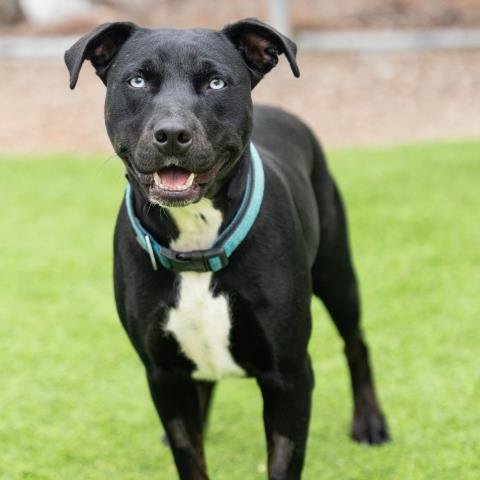 *DELTA - Pit Bull Terrier available for adoption