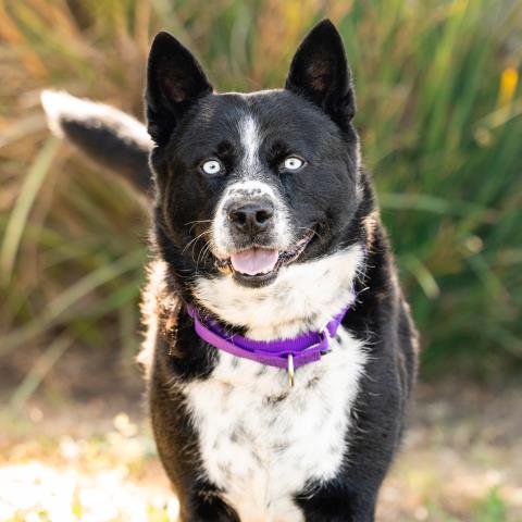 *COWBOY - Australian Cattle Dog/Blue Heeler available for adoption