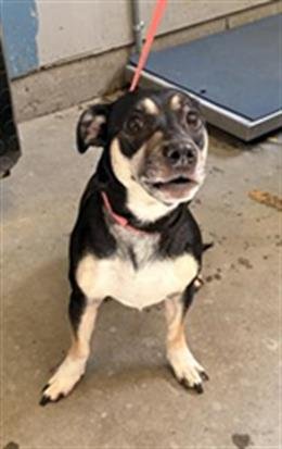 BOSCHA - Chihuahua available for adoption