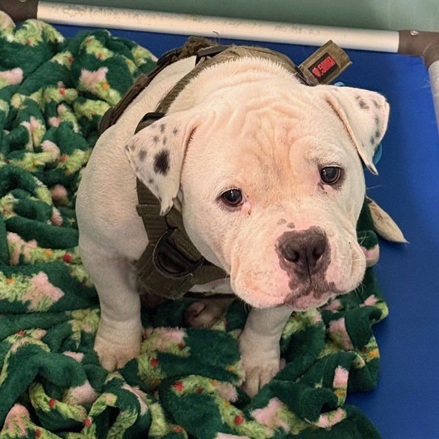 RAIDER SUKA - Bulldog available for adoption