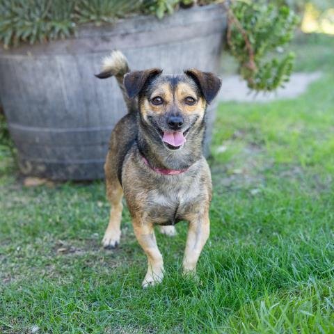 *MADGE - Chihuahua available for adoption