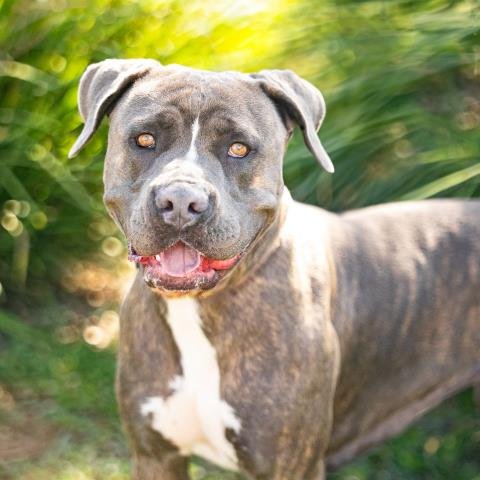 *OPAL - American Pit Bull Terrier available for adoption