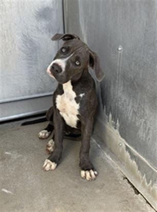 A887513 - Pit Bull Terrier available for adoption