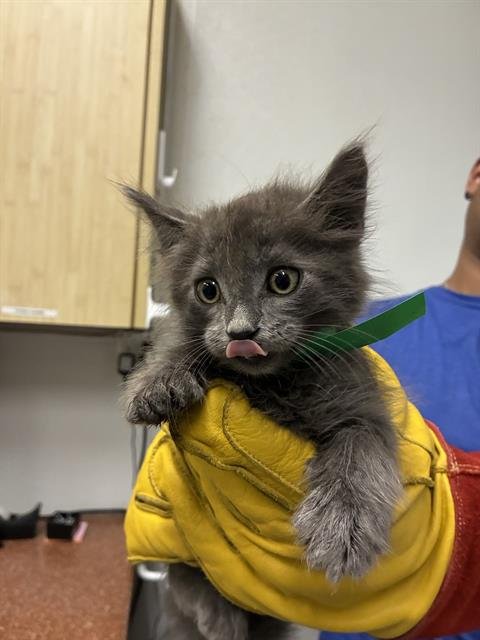 A888296 - Domestic Short Hair available for adoption