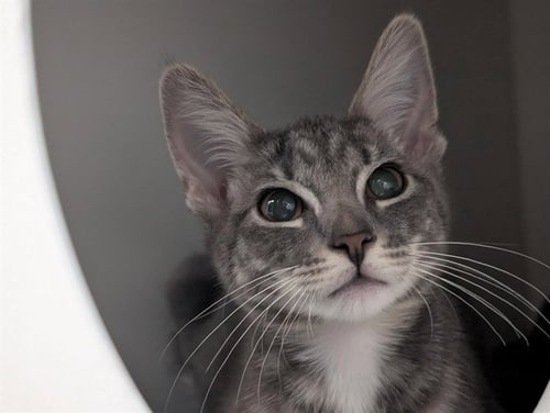 A887064 - Domestic Short Hair available for adoption