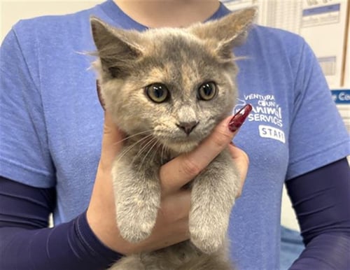 A887769 - Domestic Short Hair available for adoption