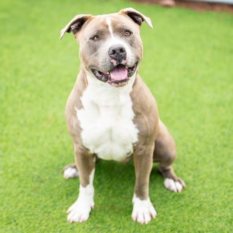 *JAKE - Pit Bull Terrier available for adoption