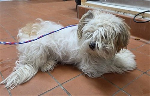 A889302 - Shih Tzu available for adoption
