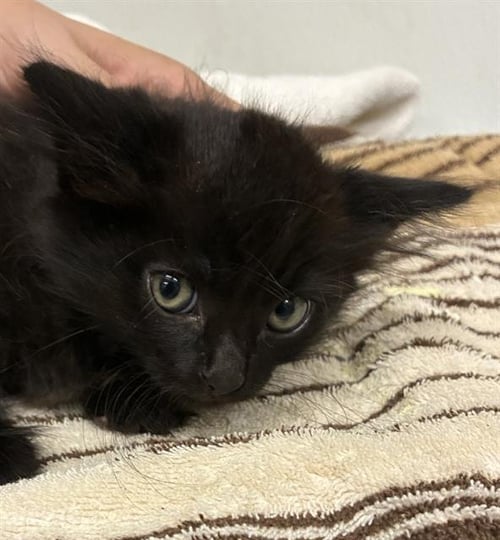 A888903 - Domestic Long Hair available for adoption