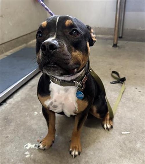 BULLET - Pit Bull Terrier available for adoption