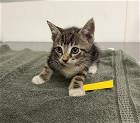 A889234 - Domestic Short Hair available for adoption