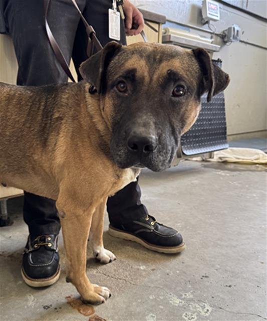 *CRAWFORD - Pit Bull Terrier available for adoption