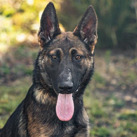 *PHOEBE - Belgian Shepherd Malinois / German Shepherd Dog available for adoption