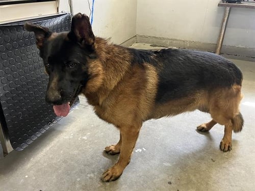 A888362 - German Shepherd Dog available for adoption