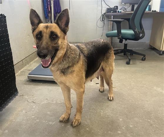 *OLIVE - German Shepherd Dog available for adoption