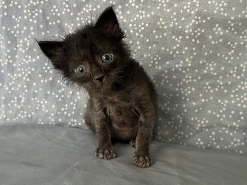 *HAROLD - Domestic Short Hair available for adoption