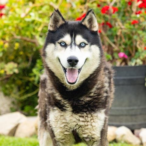*MONTY Image