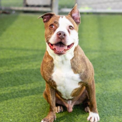 *ROZANOV - Pit Bull Terrier available for adoption