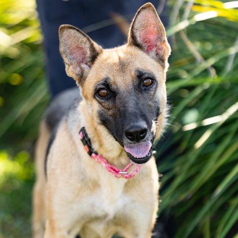 *HILDA - German Shepherd Dog available for adoption