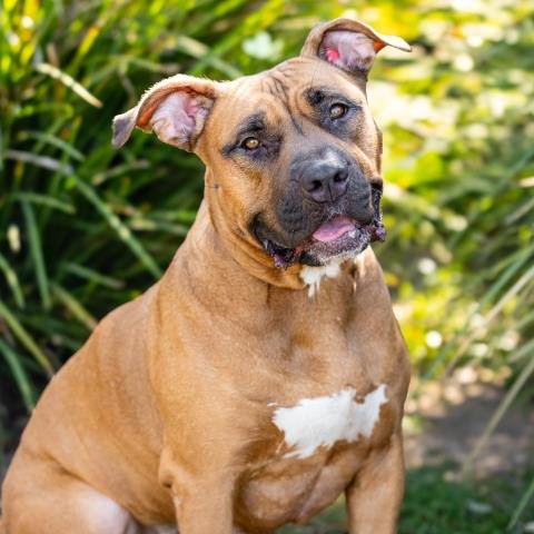 CANELA - Boxer available for adoption