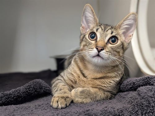 A887063 - Domestic Short Hair available for adoption