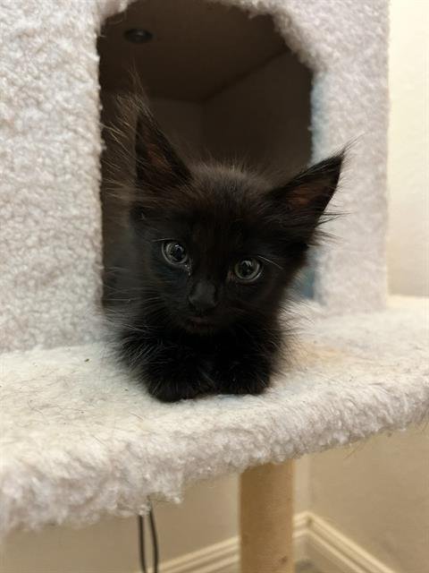 *MALCOLM TODD - Domestic Short Hair available for adoption