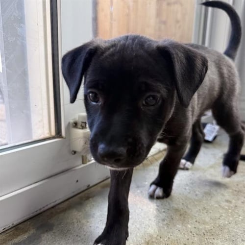 *MOLLY - Pit Bull Terrier / Chinese Shar-Pei available for adoption