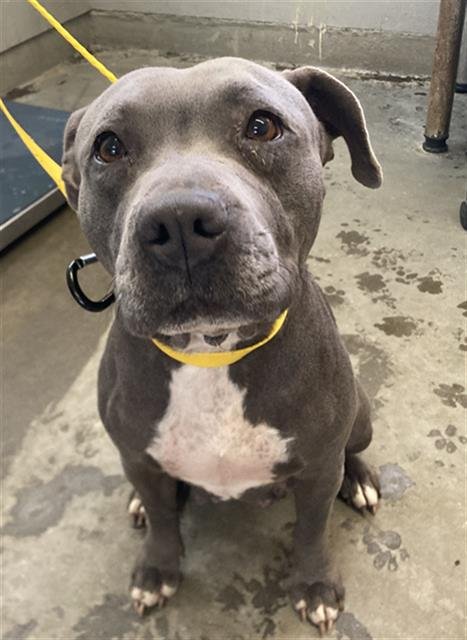 *BLUE - Pit Bull Terrier available for adoption