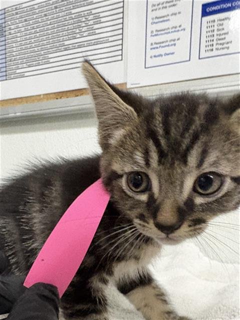 A888364 - Domestic Short Hair available for adoption