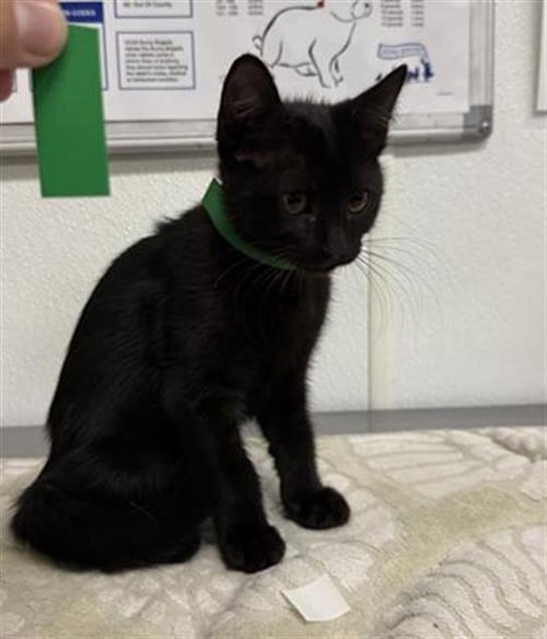 A888144 - Domestic Short Hair available for adoption
