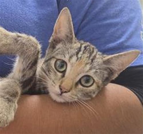 A887729 - Domestic Short Hair available for adoption