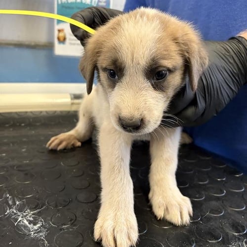 A887744 - Great Pyrenees / Saint Bernard available for adoption