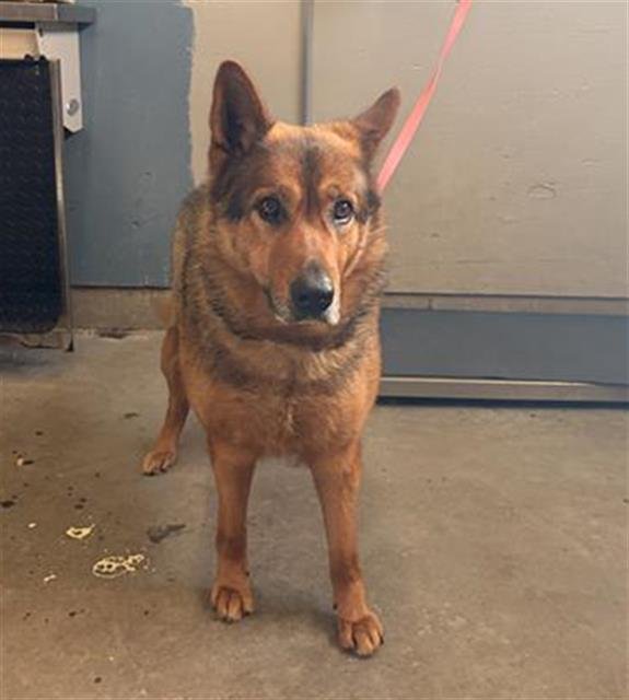 LUNA - German Shepherd Dog available for adoption