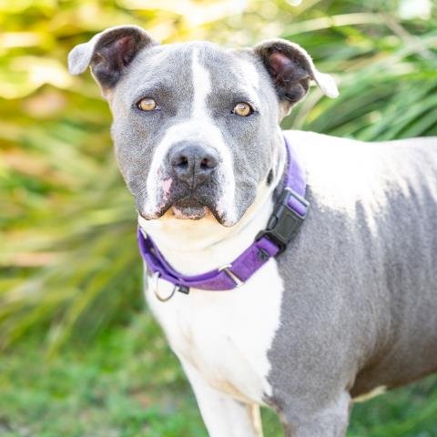 *CHANCE - Pit Bull Terrier available for adoption