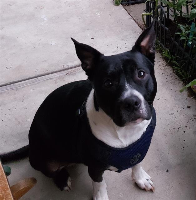 BUDDY Image
