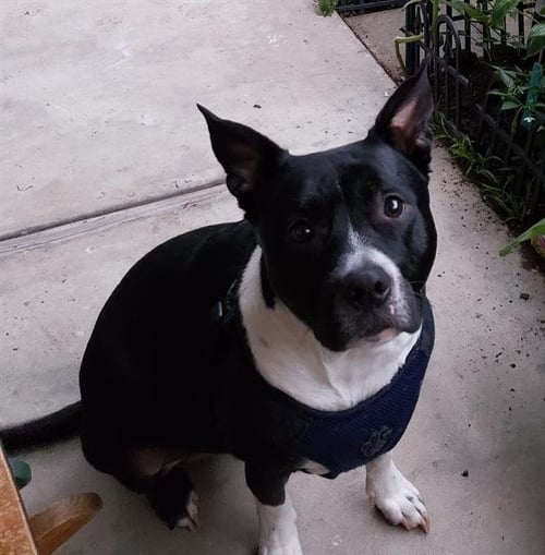 BUDDY - Pit Bull Terrier available for adoption