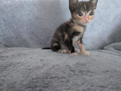*BERLIOZ - Domestic Short Hair available for adoption