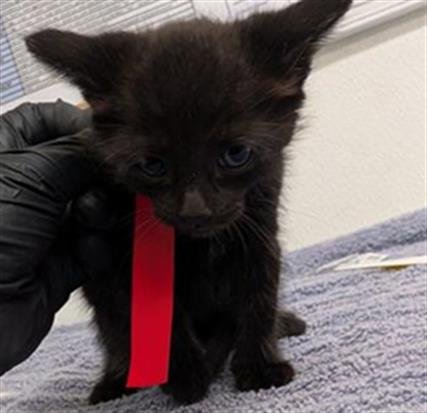 A888390 - Domestic Short Hair available for adoption