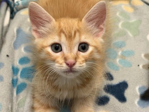 *SIMON - Domestic Long Hair available for adoption