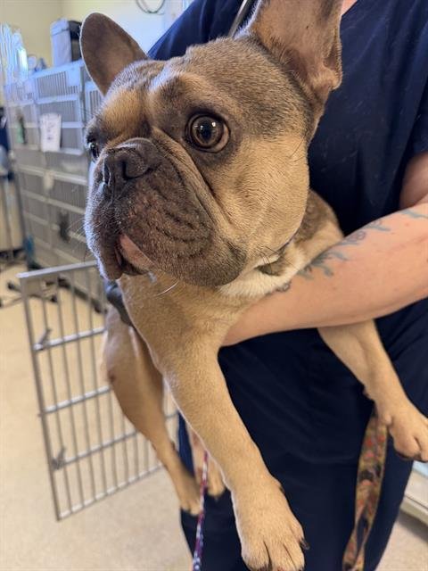 ARLO - French Bulldog available for adoption