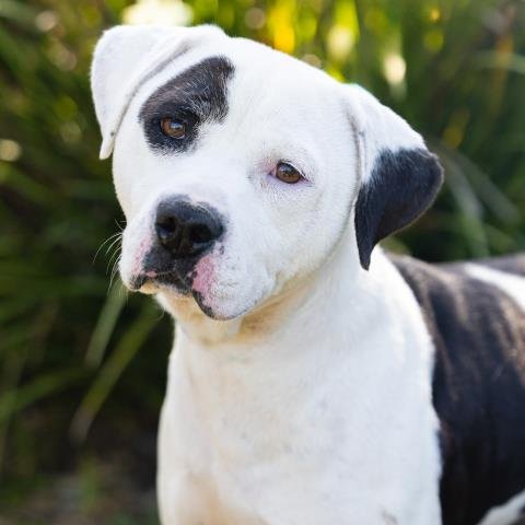 *ROOK - Pit Bull Terrier available for adoption