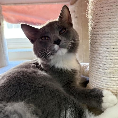 A888297 - Domestic Medium Hair available for adoption