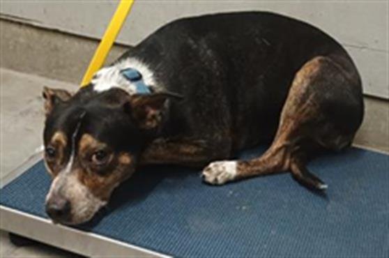 BANE - Australian Cattle Dog/Blue Heeler / Pit Bull Terrier available for adoption