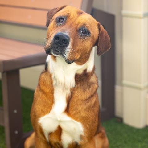 SABO - Pit Bull Terrier / Staffordshire Bull Terrier available for adoption