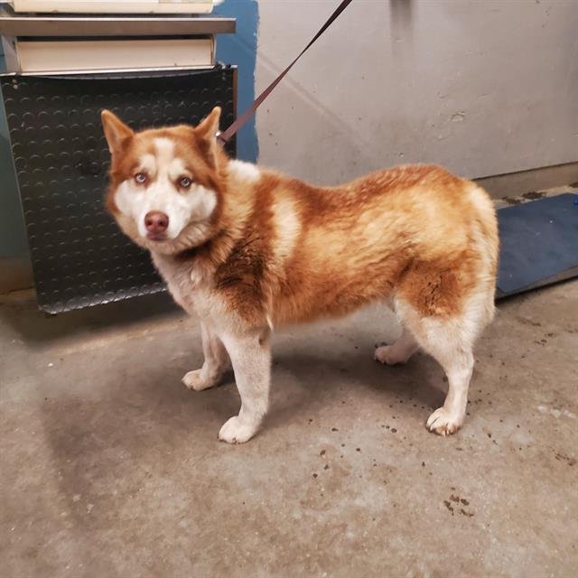 NALA - Siberian Husky available for adoption