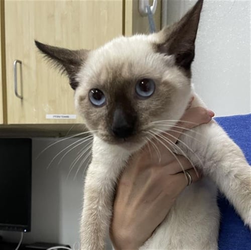 A889500 - Domestic Short Hair available for adoption